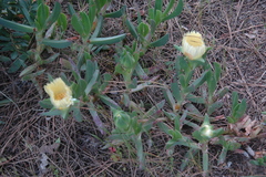 Carpobrotus edulis