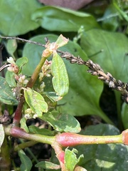 Rumex conglomeratus