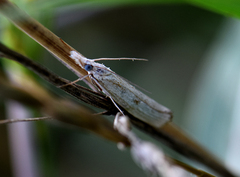 Agriphila