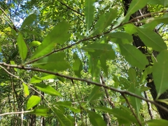 Sideroxylon lycioides