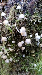 Coprinellus disseminatus