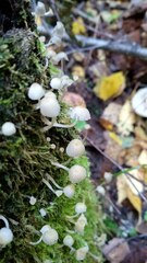 Coprinellus disseminatus