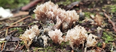 Clavulina cinerea