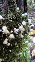 Coprinellus disseminatus