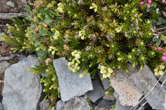 Phyllodoce glanduliflora