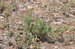 Eucephalus ledophyllus