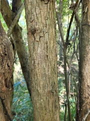 Sideroxylon lycioides