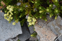 Phyllodoce glanduliflora