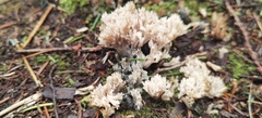 Clavulina cinerea