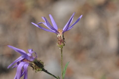 Eucephalus ledophyllus