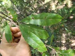 Sideroxylon lycioides