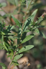 Eucephalus ledophyllus
