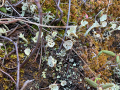 Cladonia sulphurina