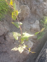 Fallopia convolvulus