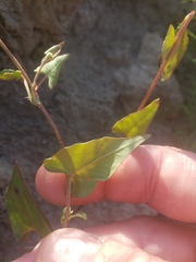 Fallopia convolvulus