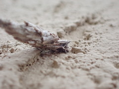 Psyche casta
