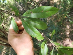 Sideroxylon lycioides