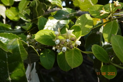 Cynanchum natalitium