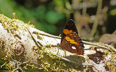Adelpha leucophthalma