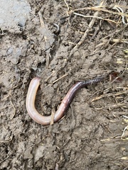 Lumbricus