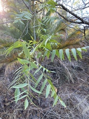 Juglans