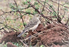 Anthus godlewskii