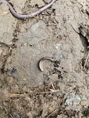 Cylindroiulus caeruleocinctus