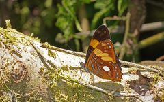 Adelpha leucophthalma