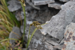 Carex phaeocephala