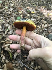 Boletus sensibilis