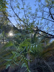 Juglans