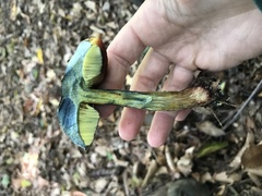 Boletus sensibilis