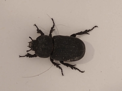 Hemiphileurus illatus