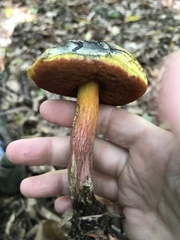 Boletus sensibilis