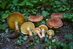 Suillus ampliporus