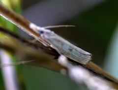 Agriphila