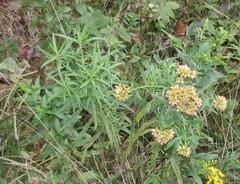 Euthamia graminifolia