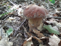Boletus reticulatus