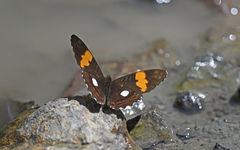 Adelpha leucophthalma