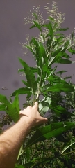 Vernonia gigantea