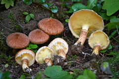 Suillus ampliporus