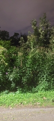 Vernonia gigantea