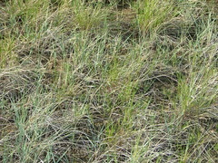 Schedonnardus paniculatus