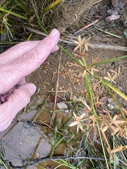 Cyperus bipartitus