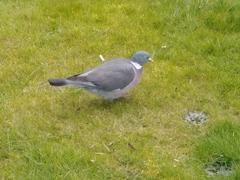 Columba palumbus