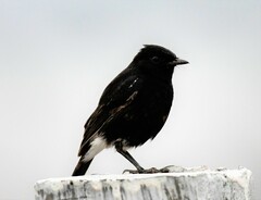 Saxicola caprata