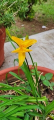 Hemerocallis minor