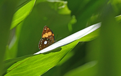 Adelpha leucophthalma