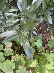 Wilsonomyces carpophilus