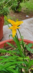 Hemerocallis minor